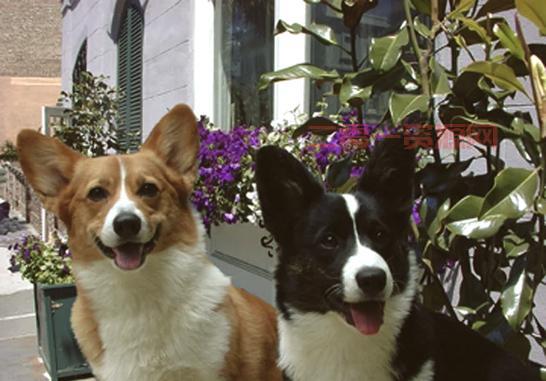 柯基犬最开始是干什么用的？它的老本行是什么？